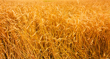 Image showing Golden Barley Ears Background