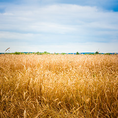 Image showing Golden Barley Ears