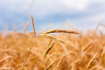 Image showing Golden Barley Ears