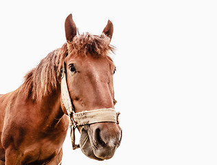 Image showing Funny closeup of a horse - wide angle