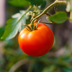 Image showing Fresh red tomato