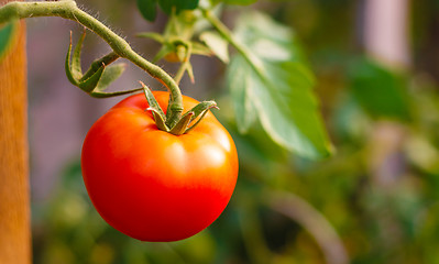 Image showing Fresh red tomato