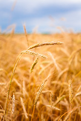 Image showing Golden Barley Ears