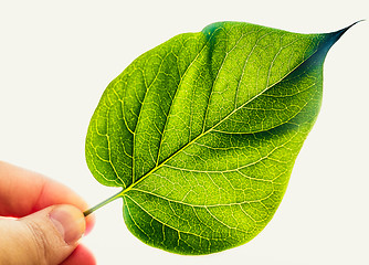 Image showing Green Leaf Isolated On White Background