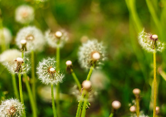 Image showing Fresh Spring Green Grass And Dandelions