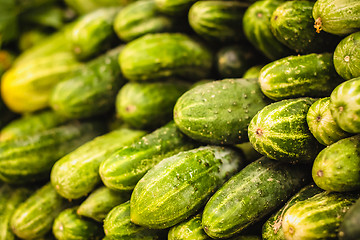 Image showing Fresh Green Cucumbers. Crop  Background