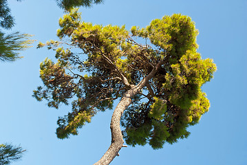 Image showing Tree and sky.