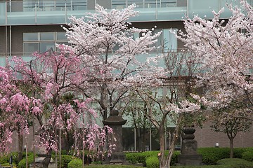 Image showing Tokyo cherry blossom
