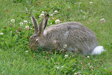 Image showing rabbit feeding