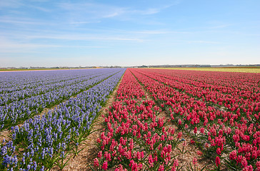 Image showing Hyacinth field