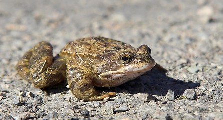 Image showing Toad