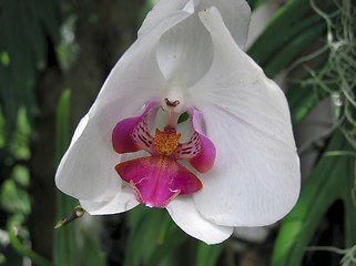 Image showing Orchid