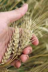 Image showing spikelets of wheat in the hand