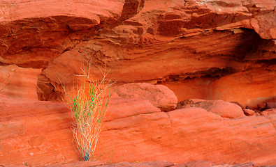 Image showing Green plant growing out of the red rock in the Valley of Fire