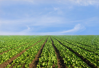 Image showing Lush agricultural field of lettuce