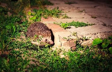 Image showing Hedgehog At Night