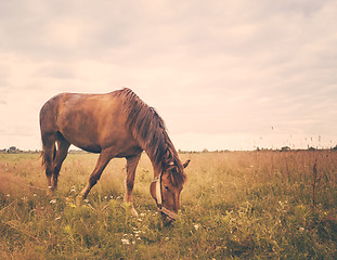 Image showing Horse on a green grass 