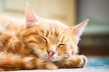 Image showing Little Red Kitten Sleeping On Bed 