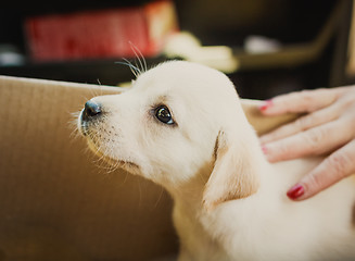 Image showing Labrador Retriever Puppy