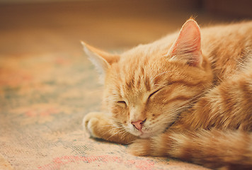 Image showing Little Red Kitten Sleeping On Bed