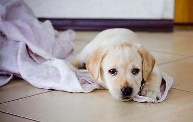 Image showing Labrador Retriever Puppy