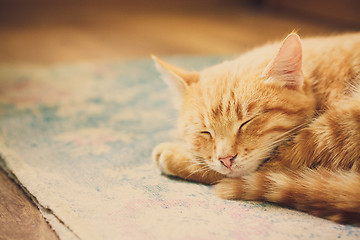 Image showing Little Red Kitten Sleeping On Bed