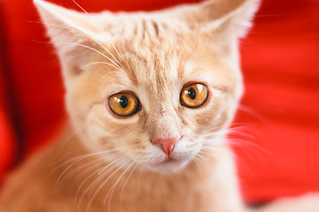Image showing Little Red Kitten Sitting On Red Pillow