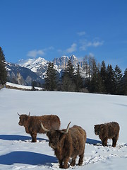 Image showing winter  cow