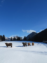 Image showing winter  cow