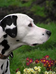 Image showing Dalmatian Profile