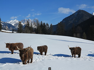 Image showing winter  cow