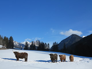 Image showing winter  cow