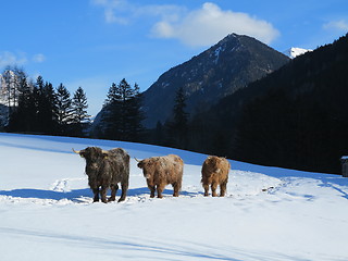 Image showing winter  cow