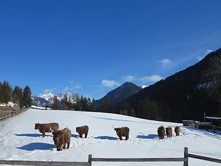 Image showing winter  cow