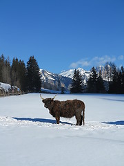 Image showing winter  cow