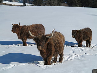 Image showing winter  cow