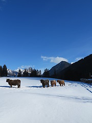 Image showing winter  cow