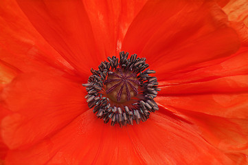 Image showing Macro shot of single red poppy.