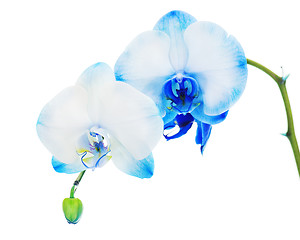 Image showing Real blue orchid arrangement centerpiece isolated on white backg