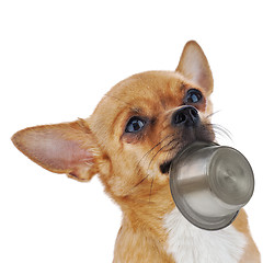 Image showing Red chihuahua dog with bowl isolated on white background.