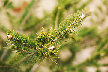 Image showing Green branch of the pine tree.
