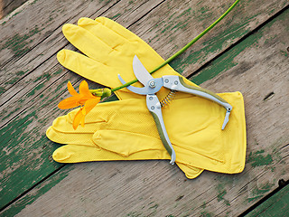 Image showing Yellow rubber gloves, lily and garden pruner on wooden backgroun