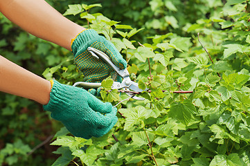 Image showing Hands with pruner in the garden.