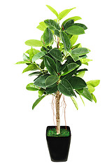 Image showing Ficus elastica (Indian Rubber Bush) in black flowerpot on white 