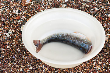 Image showing Cut fish rudd in a plastic bowl.