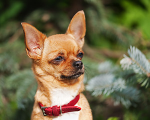 Image showing Red chihuahua dog on garden background.