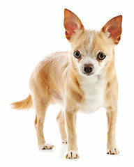 Image showing Beige chihuahua dog isolated on white background.