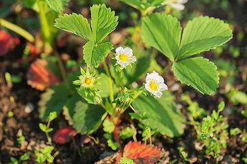 Image showing Flowering strawberries in the garden.