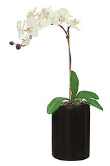 Image showing Orchid in black flowerpot isolated on white background.