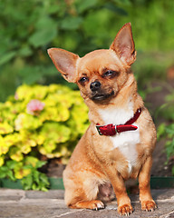 Image showing Red chihuahua dog sits on a granite pedestal.